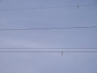 011-IMG_6491.jpg.small.jpeg