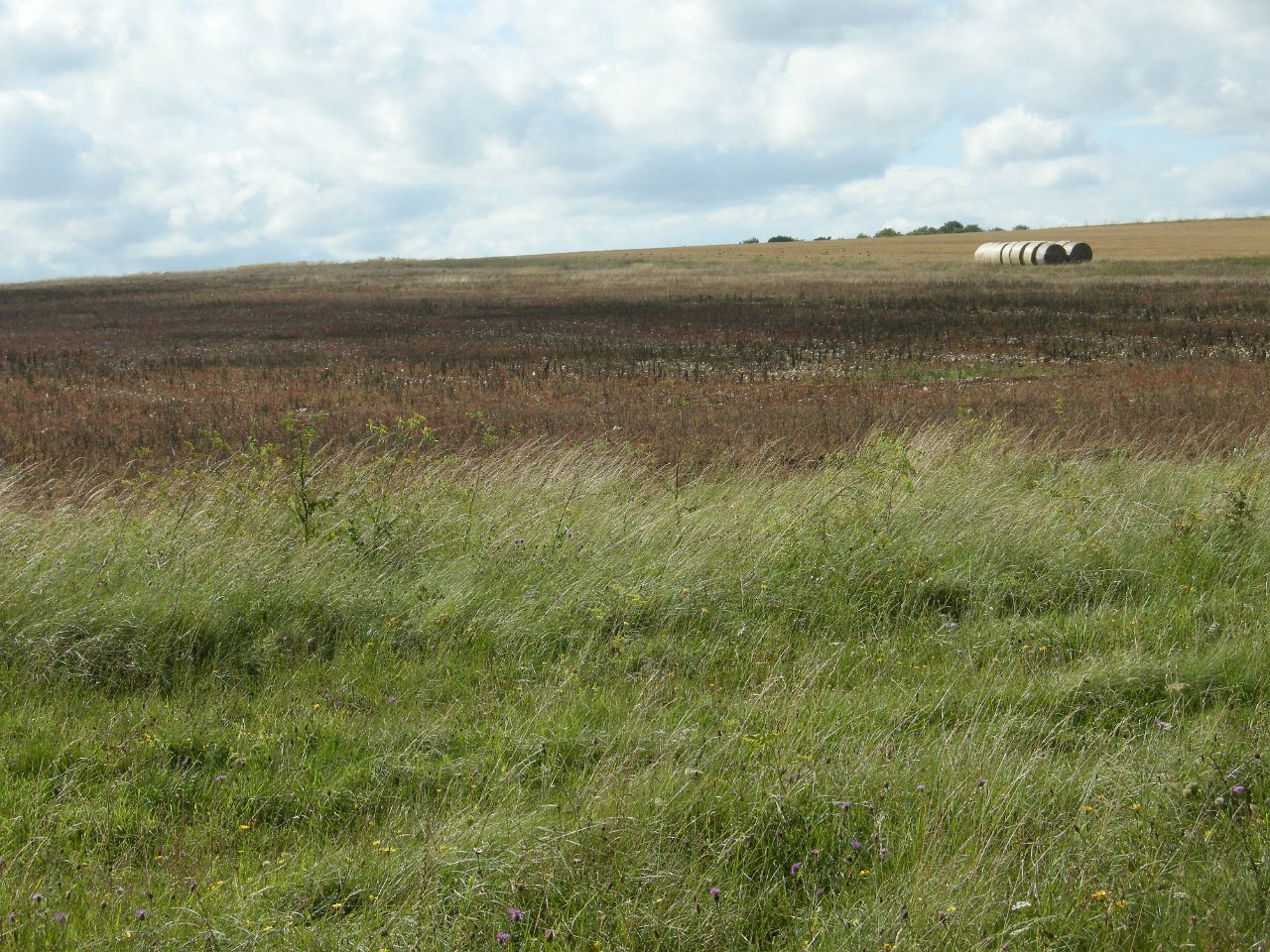 DSCN3633