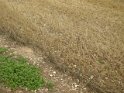 DSCN2426
