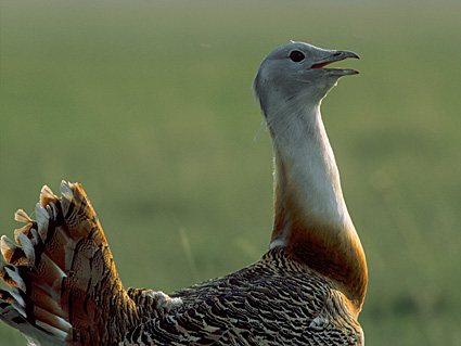 Male Great Bustard, portrait